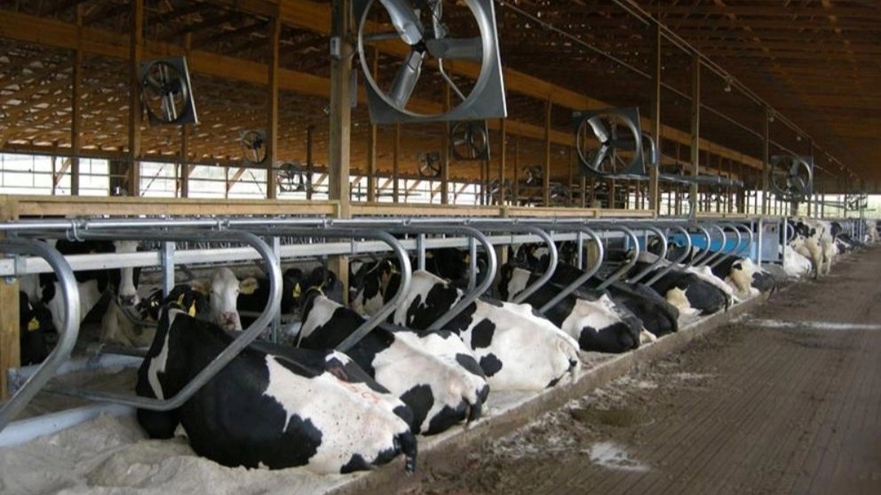 Cattle free stall in Fars