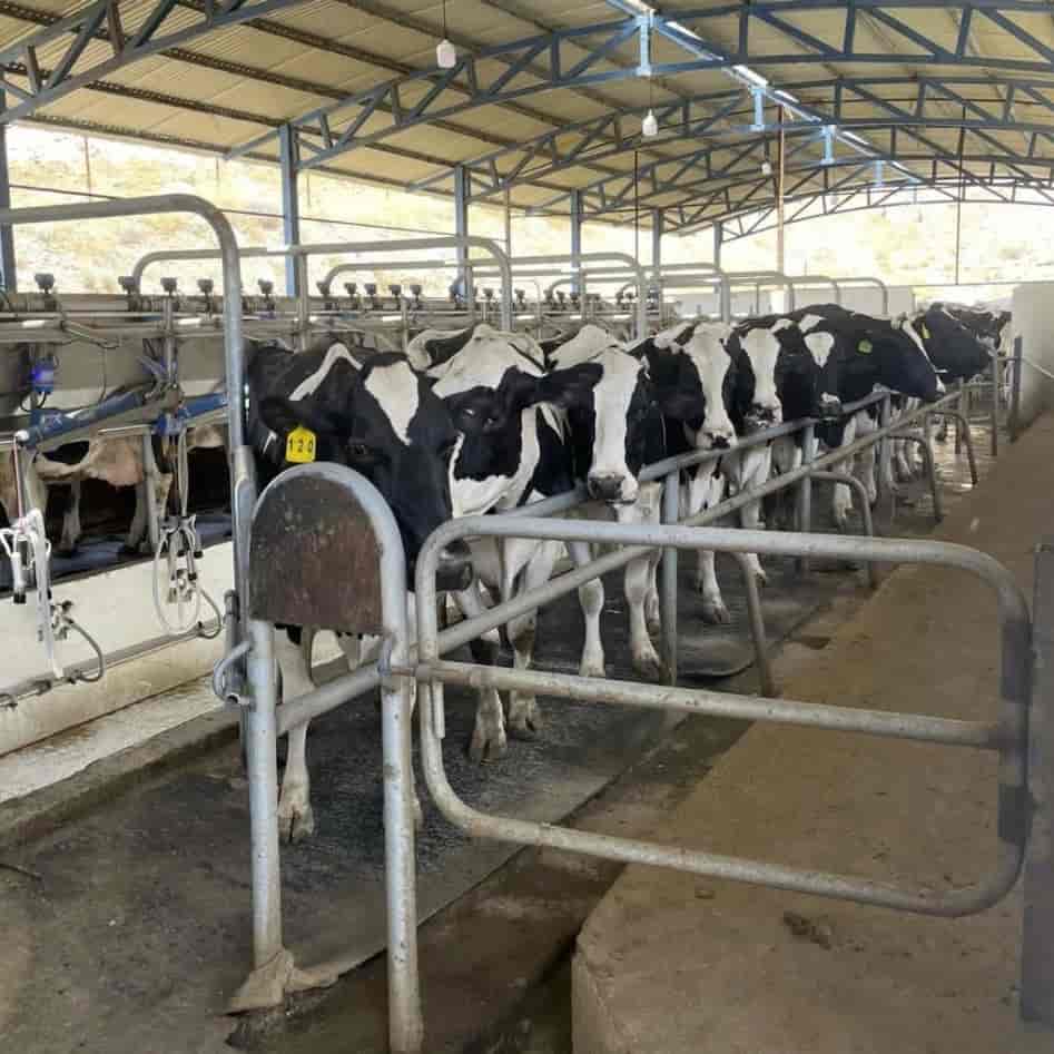 Milk frame