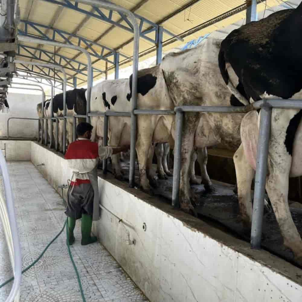 milking box