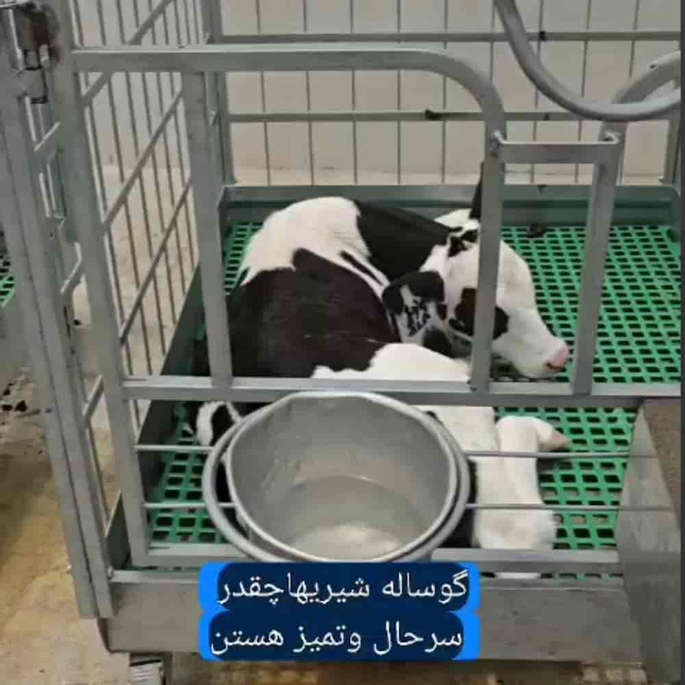 Calf box with full pack